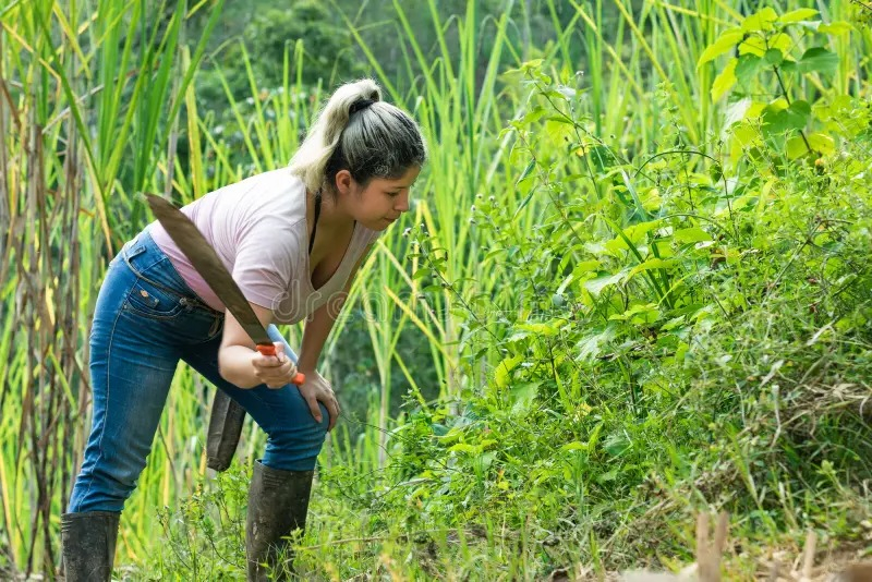 Motosierra 45cc 18 Turbo 450 Hyundai 1 Año De Garantía - Imagen 6