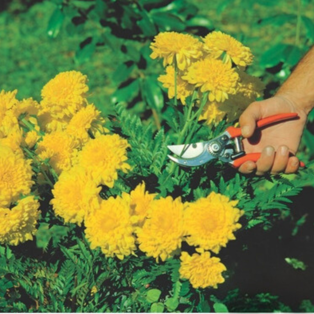 Tijera De Podar Tramontina Profesional Bypass Para Poda -cs- - Imagen 7